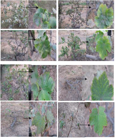 Image for - Three Viroids Frequency Naturally Infecting Grapevine in Egypt