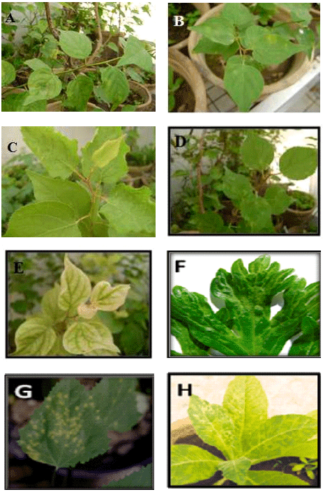 Image for - Double Infections with Cucumber Mosaic Virus and Plum Pox Virus (Sharka) in Apricot Trees