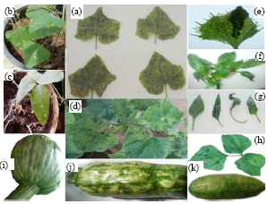 Image for - Partial Characterization of an Isolate of Cucumber Mosaic Virus from Ismailia Governorate