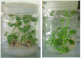 Image for - Characterization and Elimination of a TMV Isolate Infecting Chrysanthemum Plants in Egypt