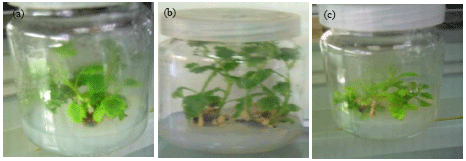 Image for - Characterization and Elimination of a TMV Isolate Infecting Chrysanthemum Plants in Egypt