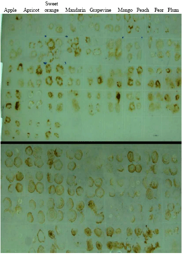 Image for - Incidence of Fruit Trees Viroid Diseases by Tissue Print Hybridization in Egypt
