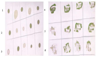 Image for - Purification, Serology and Prevalence of Broad Bean True Mosaic Comovirus (BBTMV)