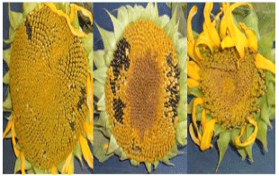 Image for - Characterization of Tobacco Mosaic Tobamovirus (TMV-S) Isolated from Sunflower (Helianthus annuus L.) in Egypt