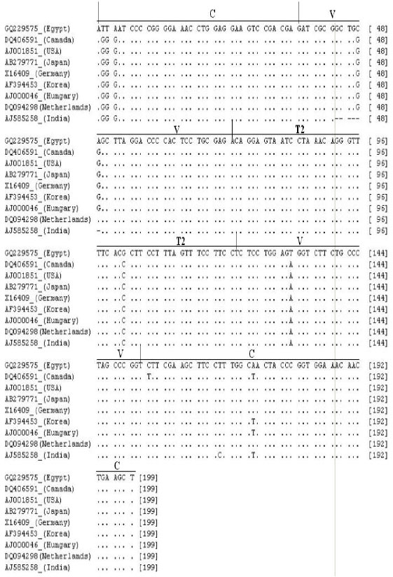 Image for - Partially Nucleotide Sequence and Secondary Structure of Chrysanthemum stunt viroid Egyptian Isolate from Infected-Chrysanthemum Plants