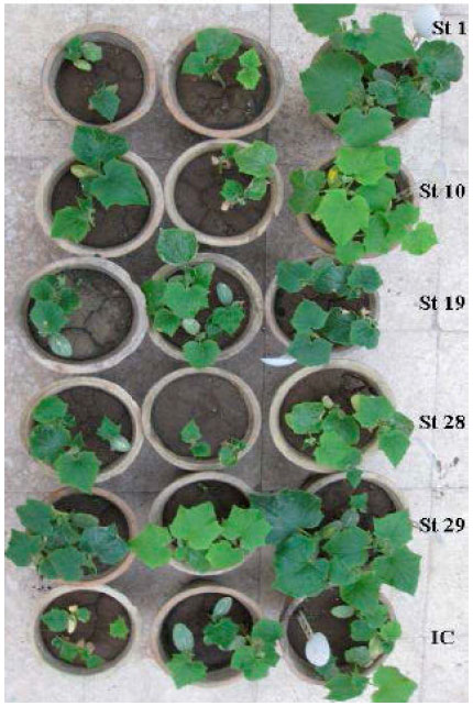 Image for - Biological Control of Cucumber Mosaic Virus by Certain Local Streptomyces Isolates: Inhibitory Effects of Selected Five Egyptian Isolates