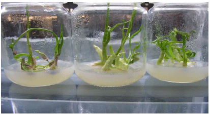 Image for - Molecular Characterization of Onion Yellow Dwarf Virus (Garlic Isolate) with Production of Virus-free Plantlets