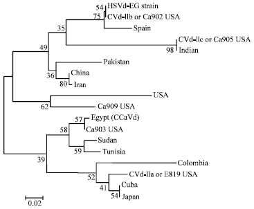 Image for - Molecular Characterization and Bioinformatics Analysis of Viroid Isolate Associated with Citrus Gummy Bark Disease in Egypt