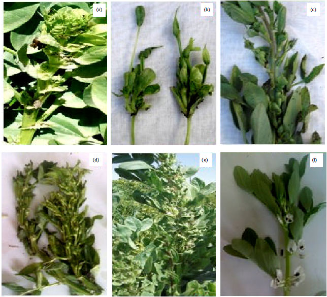 Image for - First Record of a Phytoplasma Associated with Faba Bean (Vicia faba L.)  Witches’-broom in Egypt