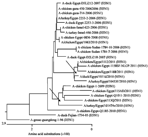 Image for - Molecular Characterization of PB2 Gene of Highly Pathogenic Avian influenza  H5N1 in Egypt