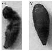 Image for - Malformations Characterization of the Potato Tuber Moth (PTM) Pupae Infested by Phthorimaea operculella Granulovirus (POGV) using Image Processing Based Analysis