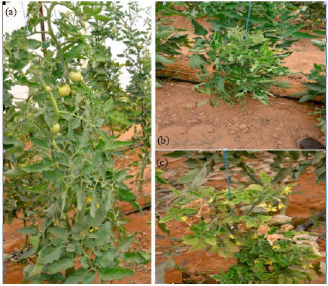 Image for - Molecular Characterization of Tomato Yellow Leaf Curl Disease Associated Viruses in Saudi Arabia