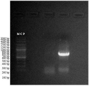 Image for - Molecular Characterization of Newcastle Disease Virus Genotype VIID in Avian  influenza H5N1 Infected Broiler Flock in Egypt