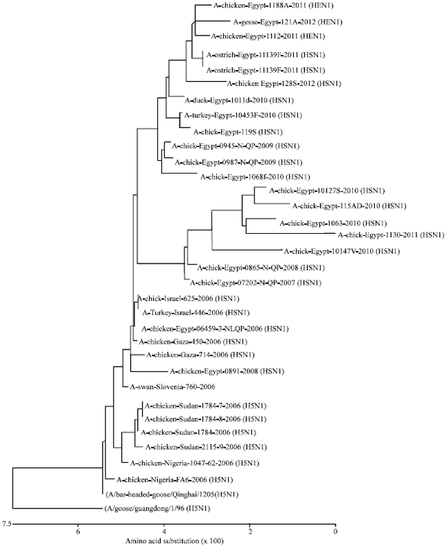 Image for - Molecular Characterization of Highly Pathogenic Avian influenza H5N1  in Ostrich