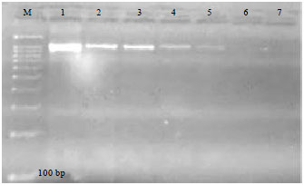 Image for - Efficiency of PCR as Compared with Dot Blots Hybridization Techniques in Diagnosis of Lumpy Skin in Cattle in Egypt