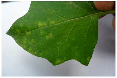 Image for - Indexing of Potato leaf roll virus (PLRV) from Potato Growing Areas of Punjab, India