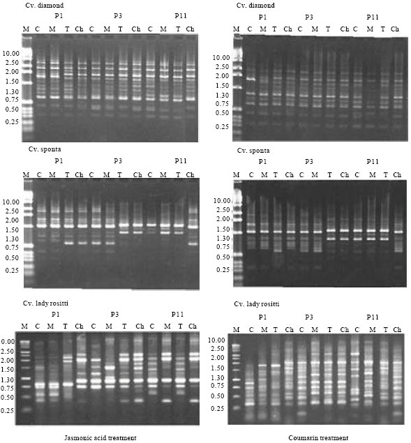 Image for - Monitoring of Microtubers Virus Tested-Derived Potato Tissue Culture by DNA Fingerprint Analysis