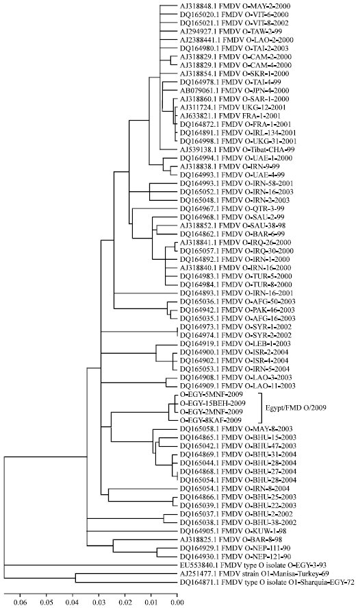 Image for - Phylogenetic Analysis of Foot and Mouth Disease Virus Type O in Egypt (2009)