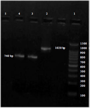 Image for - Induction of Selected Deletion in HA Gene of Egyptian HPAI-H5N1 Viruses  Using Site Directed Mutagenesis