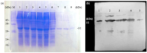 Image for - Production of Polyclonal Antisera to a Recombinant Coat Protein of Potato virus Y Expressed in Escherichia coli and its Application for Immunodiagnosis