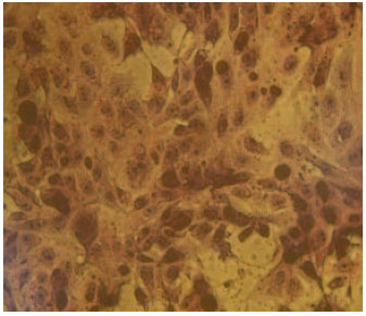 Image for - Isolation of Camelpox Virus in Egypt