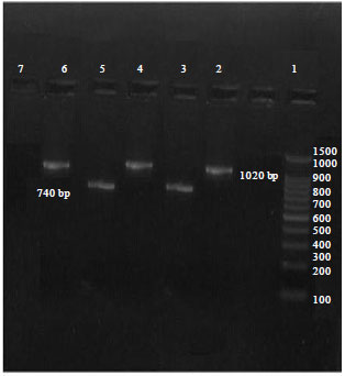 Image for - Induction of Selected Deletion in HA Gene of Egyptian HPAI-H5N1 Viruses  Using Site Directed Mutagenesis
