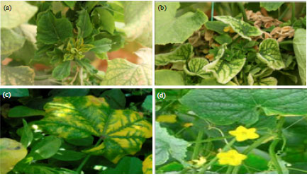 Image for - Serological and Molecular Characterization of Cucurbit chlorotic yellows 
  virus Affecting Cucumber Plants in Egypt