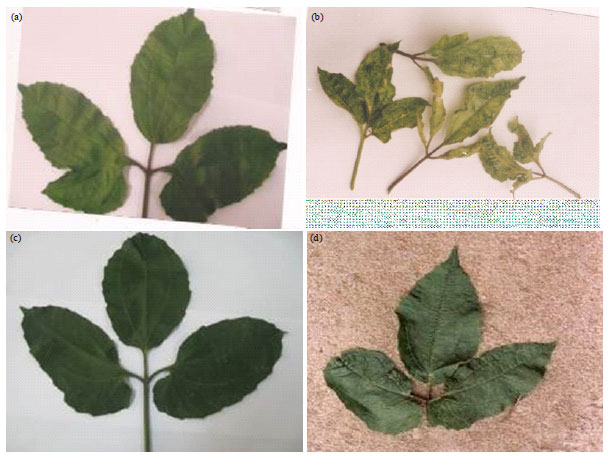 Image for - Comparative Study of the Effect of Telfairia Mosaic Virus (TEMV) on the Growth Characteristics of Two Ecotypes of Telfairia occidentalis (Hooker Fil)