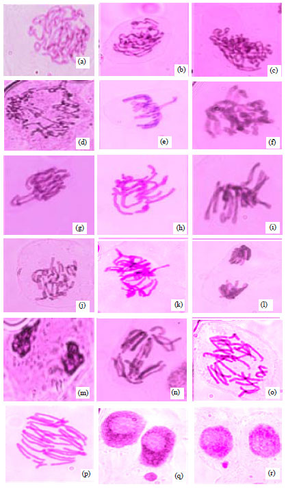 Image for - Observation of Mitotic and Cytological Effects Induced by Bean Yellow Mosaic Virus in Affecting Leguminous Plants
