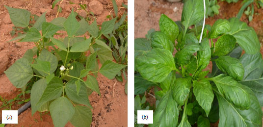 Image for - Molecular Characterization of Tomato Yellow Leaf Curl Virus(TYLCV) Infecting Pepper and Common Bean