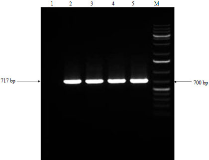 Image for - Serological and Molecular Identification of Tobacco streak ilarvirus Infecting Onion (Allium cepa L.) on Commercial Fields in Southern India
