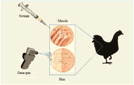 Image for - DNA Vaccines: Important Criteria Against Avian Viruses