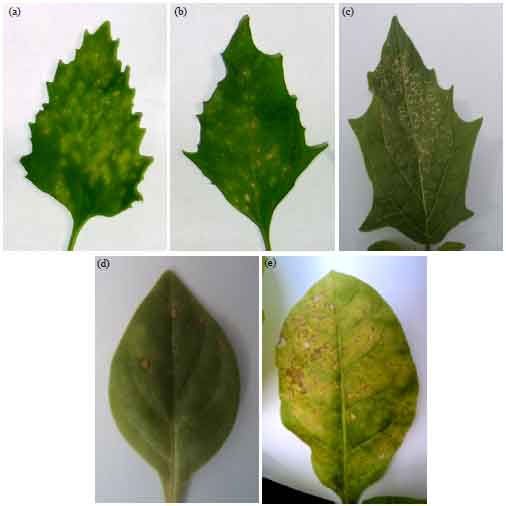 Image for - Effect of Jojoba Seed Extract and Riboflavin in Preventing the Transmission of Iris Yellow Spot Virus (IYSV): Tospovirus by Thrips tabaci L. to Onion Plants in Egypt