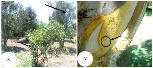 Image for - Characterization of Citrus tristeza virus (CTV) Isolated from Dakahlia Governorate, Egypt