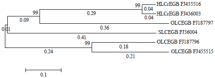 Image for - Genetic Diversity, Natural Host Range and Molecular Pathogenesis of Begomovirus-associated Betasatellites in Egypt