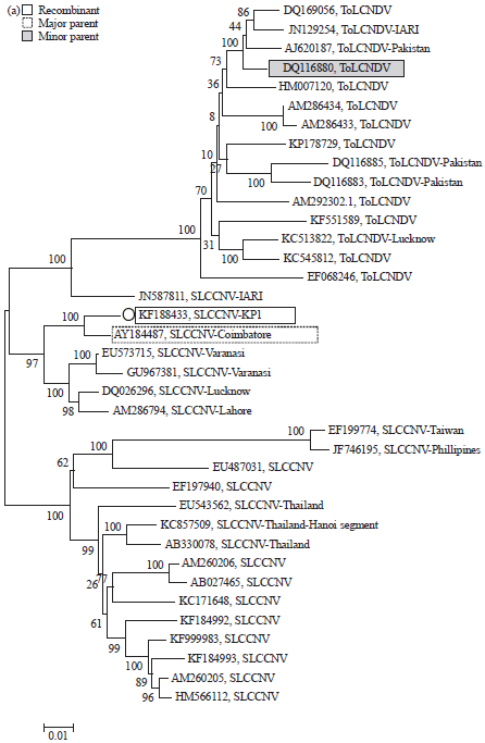 Image for - Natural Infection and Recombination Analysis of Bipartite Begomovirus and its Cognate Beta-satellite in Benincasa hispida