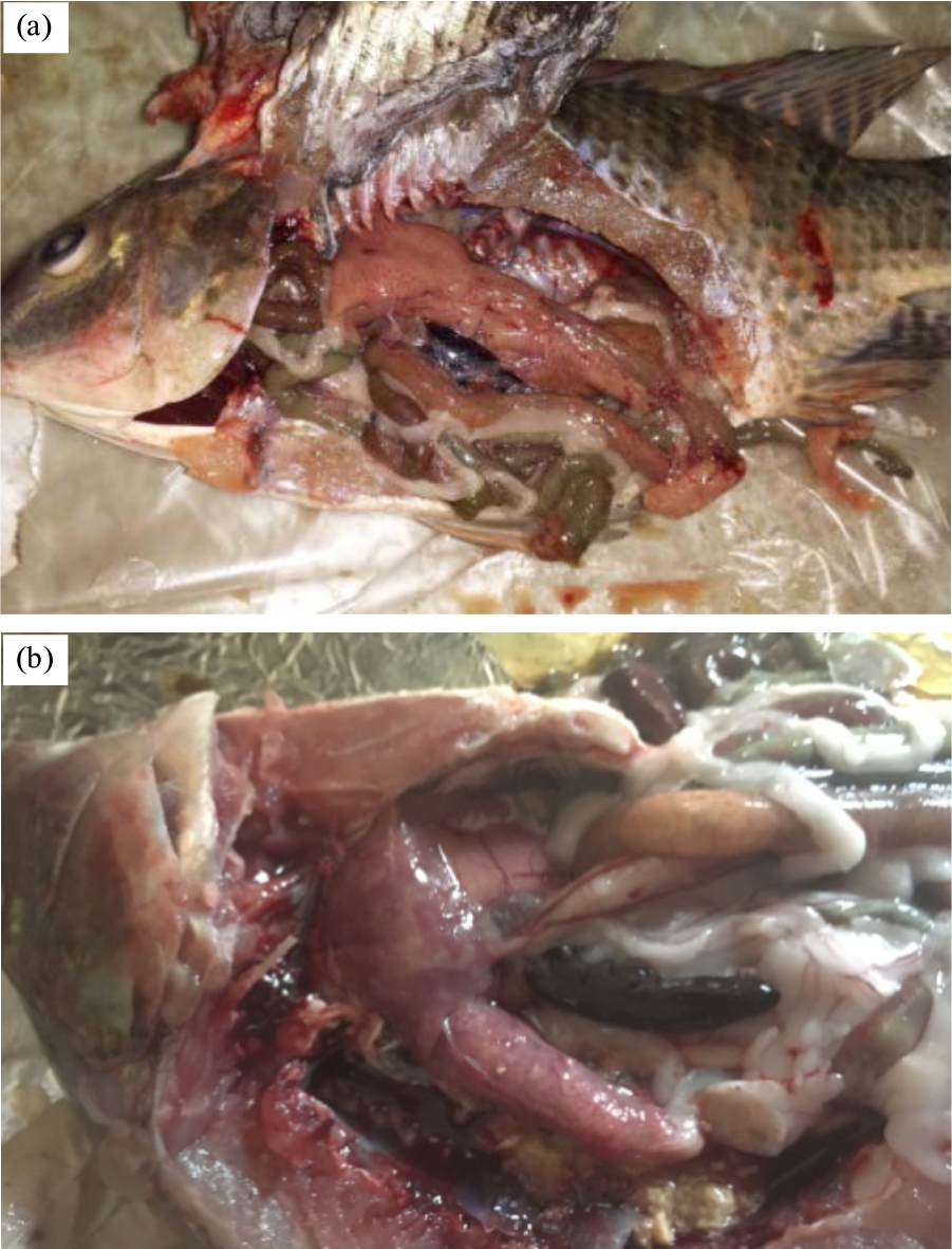 Image for - Viral Investigation in the Mass Mortality Phenomenon Occurred During Summer Season in Cultured Tilapia Fish