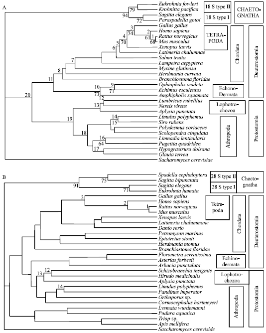 Image for - Evolutionary History of the Chaetognaths Inferred from Actin and 18S-28S rRNA Paralogous Genes