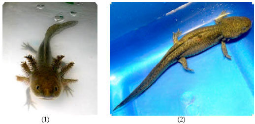 Image for - The Axolotl (Ambystoma mexicanum): Factors That Limit its Production and Alternatives for its Conservation