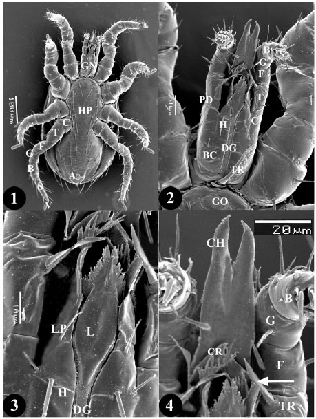 Image for - Scanning Electron Microscopic Observations on Male Echinolaelaps echidninus (Berlese, 1887) (Dermanyssoidea: Laelapidae) with Emphasis on its Gnathosoma, Palpal Organ and Pulvilli