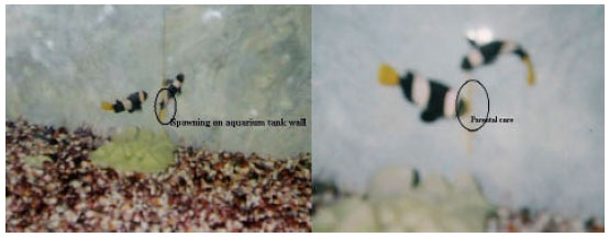 Image for - Studies on Spawning in Clownfish Amphiprion sebae with VariousFeed Combinations under Recirculating Aquarium Conditions