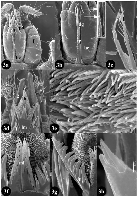 Image for - The Spiny Rat Mite Echinolaelaps echidninus (Berlese, 1887) (Dermanyssoidea: Laelapidae): Redescription of the Female with Emphasis on its Gnathosoma, Sense Organs, Peritreme and Pulvilli