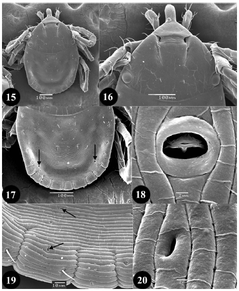 Image for - The Camel Tick, Hyalomma (Hyalomma) dromedarii Koch, 1844 (Ixodoidea: Ixodidae): Description of the Egg and Redescription of the Larva by Scanning Electron Microscopy