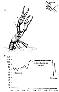 Image for - Evidence for an Autonomic Nervous System in Decapod Crustaceans