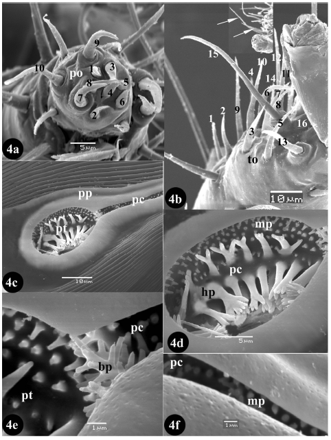 Image for - The Spiny Rat Mite Echinolaelaps echidninus (Berlese, 1887) (Dermanyssoidea: Laelapidae): Redescription of the Female with Emphasis on its Gnathosoma, Sense Organs, Peritreme and Pulvilli