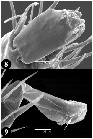 Image for - Scanning Electron Microscopic Observations on Male Echinolaelaps echidninus (Berlese, 1887) (Dermanyssoidea: Laelapidae) with Emphasis on its Gnathosoma, Palpal Organ and Pulvilli