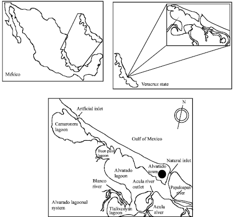 Image for - Space-Temporal Presence of the Cirripede Parasite Loxothylacus texanus in the Lagoon-Estuarine Subsystem of Alvarado, Veracruz, Mexico
