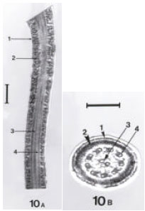 Image for - Ultrastructure of Spermatozoa of the Freshwater Turtle Mauremys caspica (Chelonia, Reptilia)