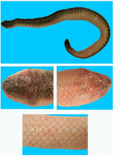 Image for - Species Diversity of Sea Snake (Hydrophiidae) Distributed in the Coramantal Coast (East Coast of India)