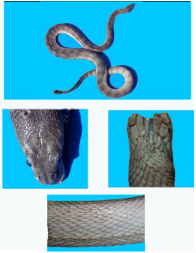 Image for - Species Diversity of Sea Snake (Hydrophiidae) Distributed in the Coramantal Coast (East Coast of India)